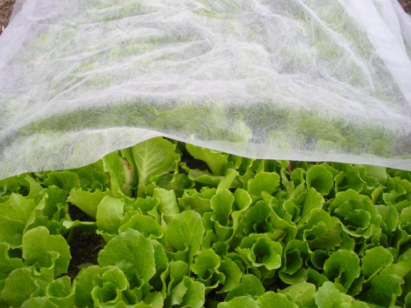 Textílie netkaná bílá 1,6 x 10 m, 17 g/m